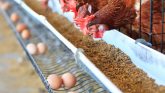 Ternak Sehat Tanpa Ribet, Gunakan Garam Kasar dan Lotion Anti Nyamuk untuk Kandang Bebas Penyakit