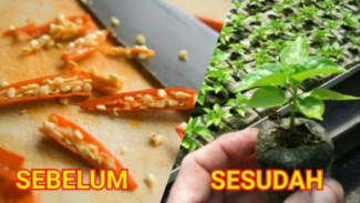 Teknik Semai Cabai Rawit Kilat, Bisa Tumbuh Berdaun dalam Dua Hari