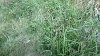 Bukan Sembarang Semprot! Campuran Dua Bahan Ini Ampuh Bikin Ilalang Mati Tak Berkutik