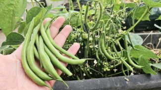 Tips Sukses Menanam Sayur Buncis di Rumah, Auto Panen Sukses Dunia Akhirat!