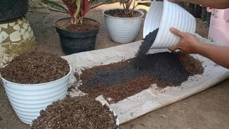 Tips Jitu Membuat Media Tanam Super Subur untuk Pohon Cabai, Sehat Berbuah Lebat