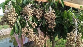Cara Baru Merangsang Pohon Klengkeng Agar Cepat Berbuah, Modalnya tak Sampai Rp10.000