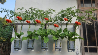 Modal Jerigen Bekas Bisa Panen Tomat Melimpah, Dinding Kosongmu Bisa Disulap Jadi Kebun!