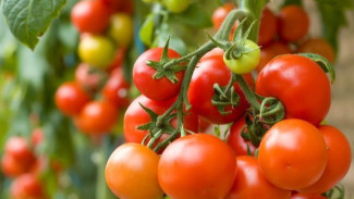 Mau Hasil Buah Tomatmu Melimpah? Ikuti Teknik Pemangkasan Mudah Ini!