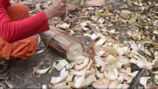 3 Cara Memanfaatkan Gedebog Pisang untuk Tanaman, Mudah dan Praktis!