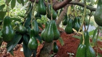 Rahasia Pohon Alpukat Pendek Berbuah Lebat, Buah Melimpah Panen Lebih Mudah