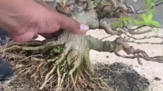 Tak Perlu Mahal! Buat Sendiri Hormon Perangsang Akar Murah, Bisa Jadi Penyubur Tanah