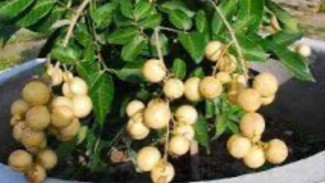 7 Hari Langsung Berbunga! Rahasia Bikin Pohon Kelengkeng Cepat Berbuah