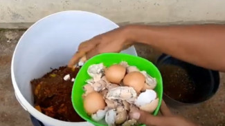 Cuma Modal Sampah Dapur, Tanaman di Rumah Bisa Subur Total dalam 1 Bulan!