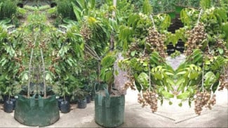 Tips Mudah Agar Kelengkeng Berbuah di Polybag, Dijamin Anti Gagal!