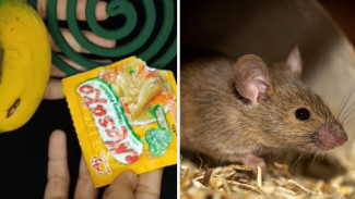 Tikus Hilang Tanpa Jejak! Gunakan Obat Nyamuk dan Pisang untuk Usir Mereka Selamanya!