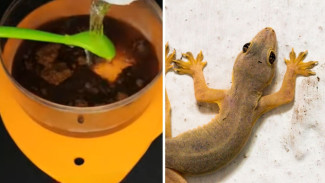 Bikin Cicak Pusing! Coba Cara Gila Pakai Kopi dan Minyak Goreng, Ampuh Banget!