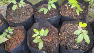 Cara Mengatasi Pohon Kelengkeng Kerdil tak Berkembang, Mudah dan Efektif!