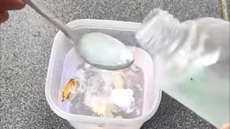 Rahasia Petani Sukses! 3 Bahan Alami Ini Bikin Cabai Bebas Hama, Hasil Berlipat!