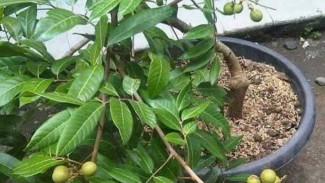 Teknik Membuahkan Kelengkeng dalam Pot Berbuah dengan Buang Daun, Panen Puas Melimpah!
