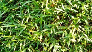 Di Luar Nalar! Ternyata Begini Cara Basmi Rumput Liar tanpa Herbisida, Ampuh dan Tak Tumbuh Lagi!