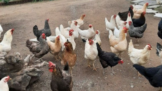 Daun Pepaya Ternyata Bikin Ayam Kesayangan Sehat dan Gak Pilih-pilih Makanan, Dijamin Lahap Makan!