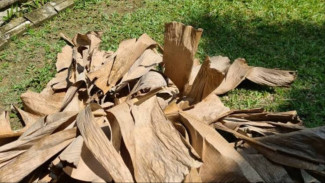 Kaya Nutrisi! Begini Cara Membuat Kompos dari Daun Pisang, Sangat Diminati di Jepang!