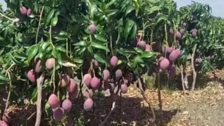 Wow! Pohon Mangga Cepat Berbuah dengan Cairan Sakti Ini, Cara Raciknya Gampang Banget
