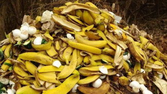 Jangan Buang Kulit Pisang! Rahasia Bikin Pupuk Kompos Alami Penyubur Tanaman, Cara Buatnya Mudah!