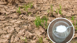 Cuma Pakai Dua Bahan Ini, Tanah Sawah Sekeras Beton Bisa Langsung Gembur dan Siap Tanam!