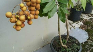 Lengkeng Bisa Panen Setiap Saat! Ini Trik Gampang Bikin Buah Nongol Terus Meski Cuma di Pot