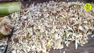 Cara Bikin Mulsa Sekaligus Pupuk Kompos dari Gedebog Pisang! Tanpa Fermentasi, Tanaman Subur Makmur