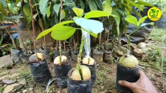 Sambung Pucuk Pohon Alpukat, Cara Terbaik Memperbanyak Bibit Unggul