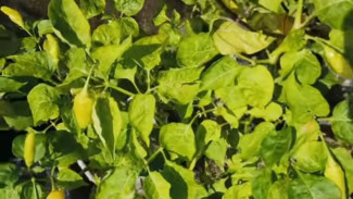 Daun Cabai Menguning, Rontok, atau Layu? Ini Penyebab dan Solusinya
