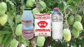 Cara Buat Pupuk Organik dari Yakult, Bikin Tanaman Cepat Berbuah dan Ramah Lingkungan!