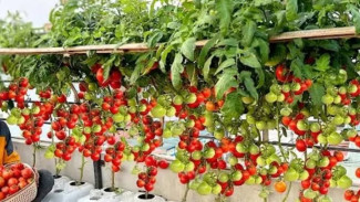 Petani Ini Bongkar Trik Atasi Daun Keriting Tomat, pH Tanah Wajib Segini!