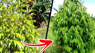 Rahasia Daun Durian Kuning Bisa Kembali Hijau, Cuma Pakai 2 Bahan Murah di Sekitar Kita!