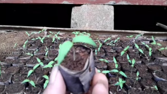 Teknik Sederhana Menyemai Benih Terong, Biji Cepat Tumbuh dengan Polybag Daun Pisang