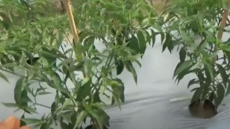 Rahasia Panen Cabai Merah Keriting 500 Kg per Minggu, Petani Pemula Wajib Tahu!