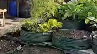 Rahasia Tanah Subur Bertahun-tahun di Rumah, Cara Mudah Olah Media Tanam Bekas Raised Bed untuk Berkebun!
