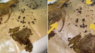 Gak Perlu Obat Kimia Mahal, Lalat-Lalat di Rumah Langsung KO Cuma Pakai Trik Murah Ini