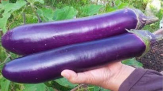 Kesukaan Emak-emak! Ini Tips Agar Tanaman Terong Berbuah Besar, Panjang, dan Lurus