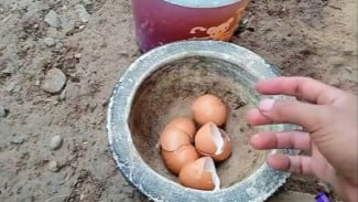 Pupuk Alami Ini Cuma Modal 3 Bahan Saja, Tanaman Jadi Cepat Berbunga dan Berbuah