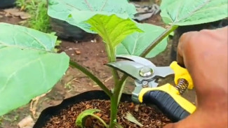 Cara Sederhana Merawat Pohon Terong Usia Remaja Agar Buahnya Besar, Mudah Tanpa Modal!