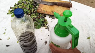 Ubah Sampah Dapur Jadi Pupuk Cair Super Dahsyat, Cuma Modal Ember Bekas dan Waktu 30 Hari!