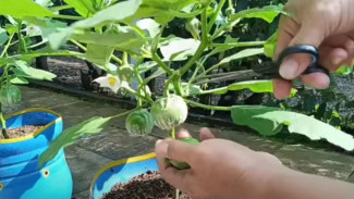 Cuma Modal Pot Bekas, Kamu Bisa Panen Terong Lalap Segar di Rumah dalam 40 Hari!