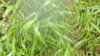 Tips Basmi Rumput Liar di Halaman tanpa Menyentuh, Dijamin Tidak Akan Tumbuh Lagi!