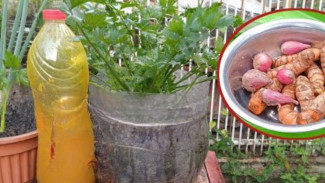 Anti Gagal! Cara Bikin Pestisida Organik dari Kunyit dan Bawang Merah, Tanaman Auto Sehat!