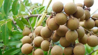 Punya Lahan Sempit? Ini Trik Biar Kelengkeng Aroma Durian Berbunga Lebat Meski Cuma di Pot