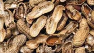 Jangan Buang! Kulit Kacang Tanah Bisa Menjadi Pupuk Organik yang Suburkan Tanah, Ini Cara Buatnya