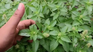 Pestisida dari Daun Kemangi Ampuh Basmi Hama Kutu Daun, Begini Cara Buatnya!