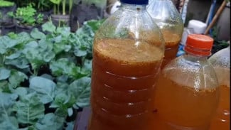 Komplit! Ini 4 Bahan di Lingkungan Rumah Ini Mampu Basmi Hama, Segala Penyakit Tanaman Hilang