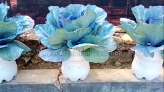 Rahasia Kol Ungu di Galon Bekas, Seungu Bunga Lavender! Solusi Cerdas Menanam untuk Hasil Maksimal, Begini Caranya