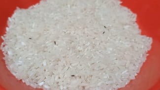 3 Tips Jitu Usir Kutu Beras, Ampuh Sampai 7 Turunan!