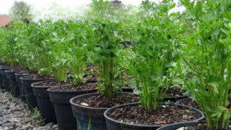 Gak Perlu ke Pasar Lagi! Begini Cara Tanam Seledri di Pot Biar Panennya Gak Pernah Habis